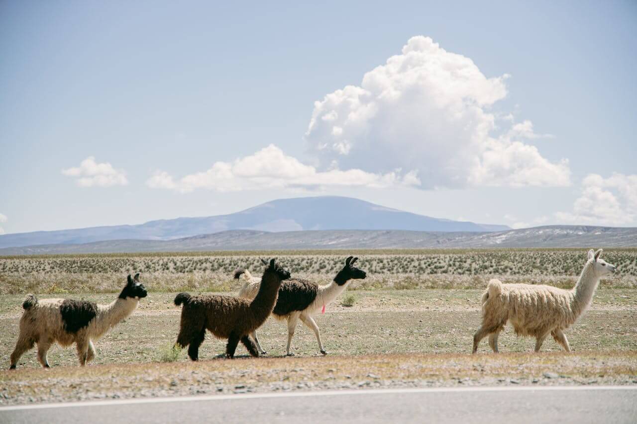 Chile travel guides